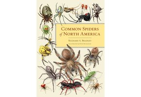 Common Spiders of North America