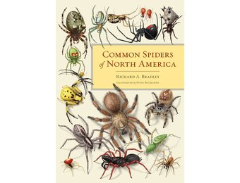 Common Spiders of North America