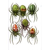 Common Spiders of North America