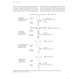 Plankton - A Guide to Their Ecology and Monitoring for Water Quality