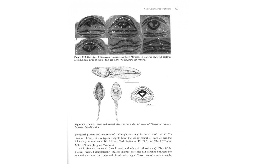 Amphibians of North Africa