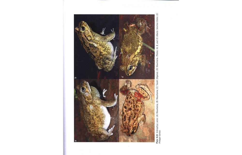 Amphibians of North Africa
