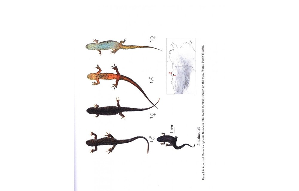 Amphibians of North Africa