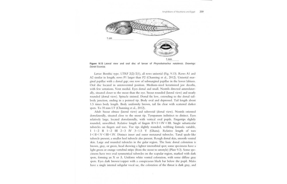 Amphibians of North Africa