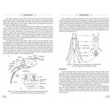 Bees of Europe - Hymenoptera of Europe, Volume 1