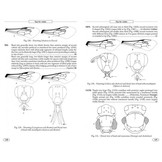 Bees of Europe - Hymenoptera of Europe, Volume 1