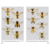 Bees of Europe - Hymenoptera of Europe, Volume 1