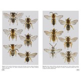 Bees of Europe - Hymenoptera of Europe, Volume 1