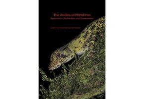 The Anoles of Honduras