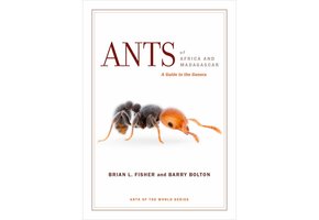 Ants of Africa and Madagascar