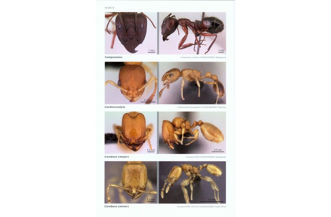 Ants of Africa and Madagascar - A Guide to the Genera