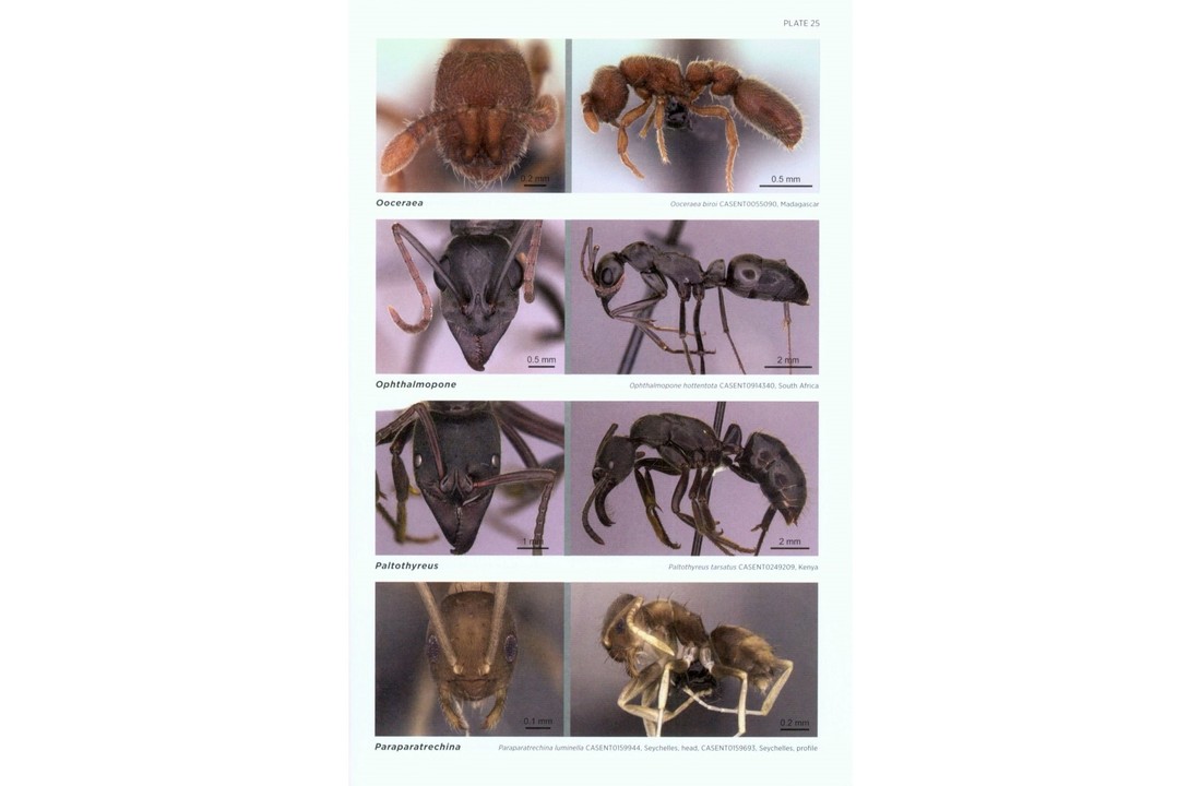 Ants of Africa and Madagascar - A Guide to the Genera