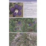 Field Guide to the Plants of Northern Botswana - Including the Okavango Delta