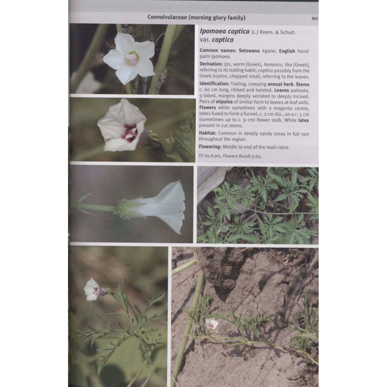 Field Guide to the Plants of Northern Botswana - Including the Okavango Delta