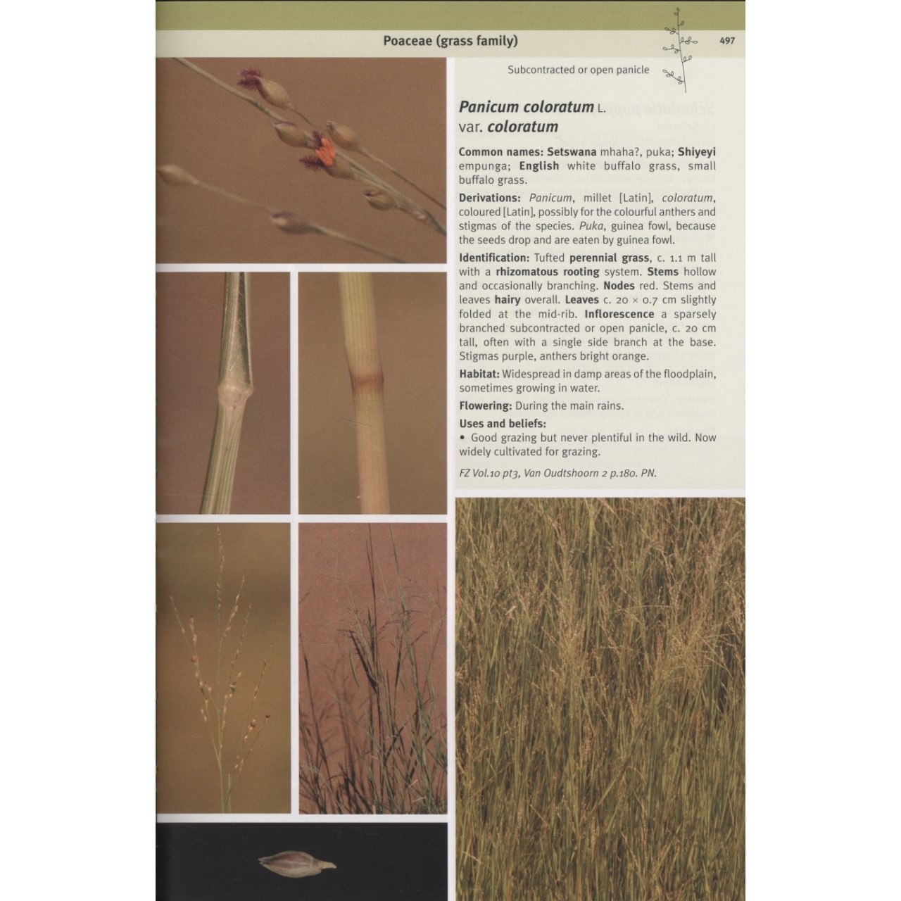 Field Guide to the Plants of Northern Botswana - Including the Okavango Delta