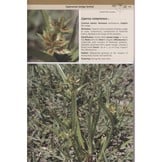 Field Guide to the Plants of Northern Botswana - Including the Okavango Delta