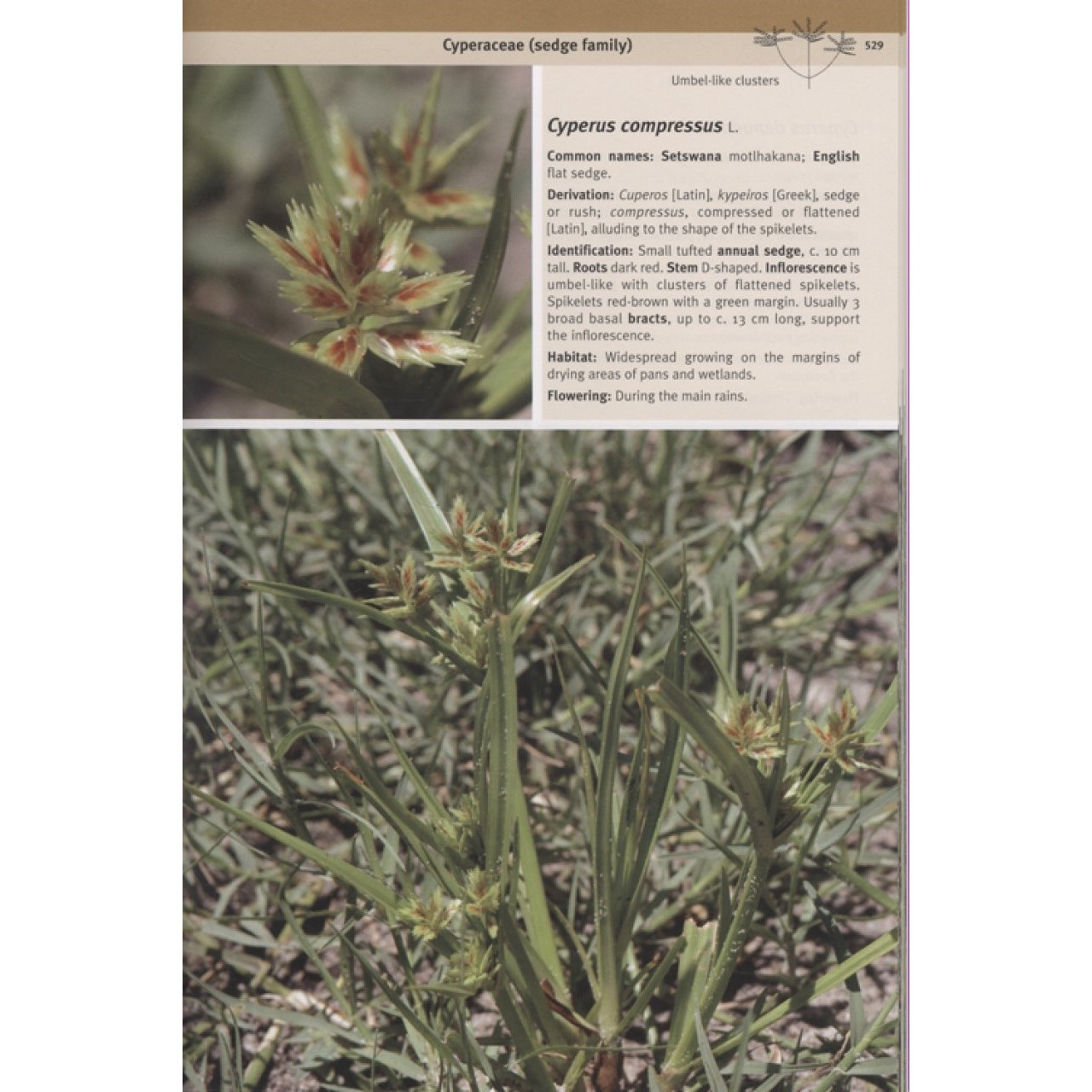 Field Guide to the Plants of Northern Botswana - Including the Okavango Delta