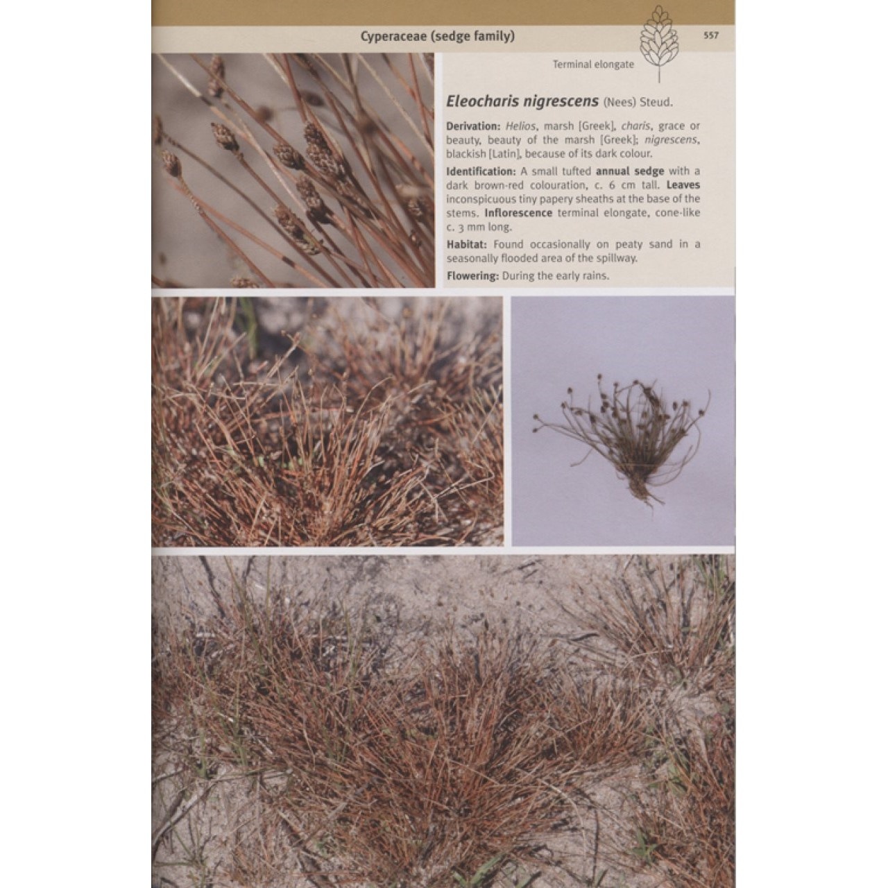Field Guide to the Plants of Northern Botswana - Including the Okavango Delta