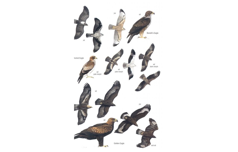 Birds of Cyprus