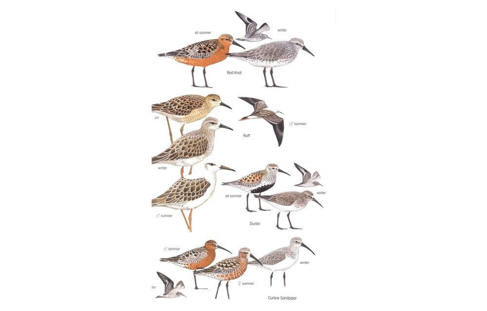 Birds of Cyprus