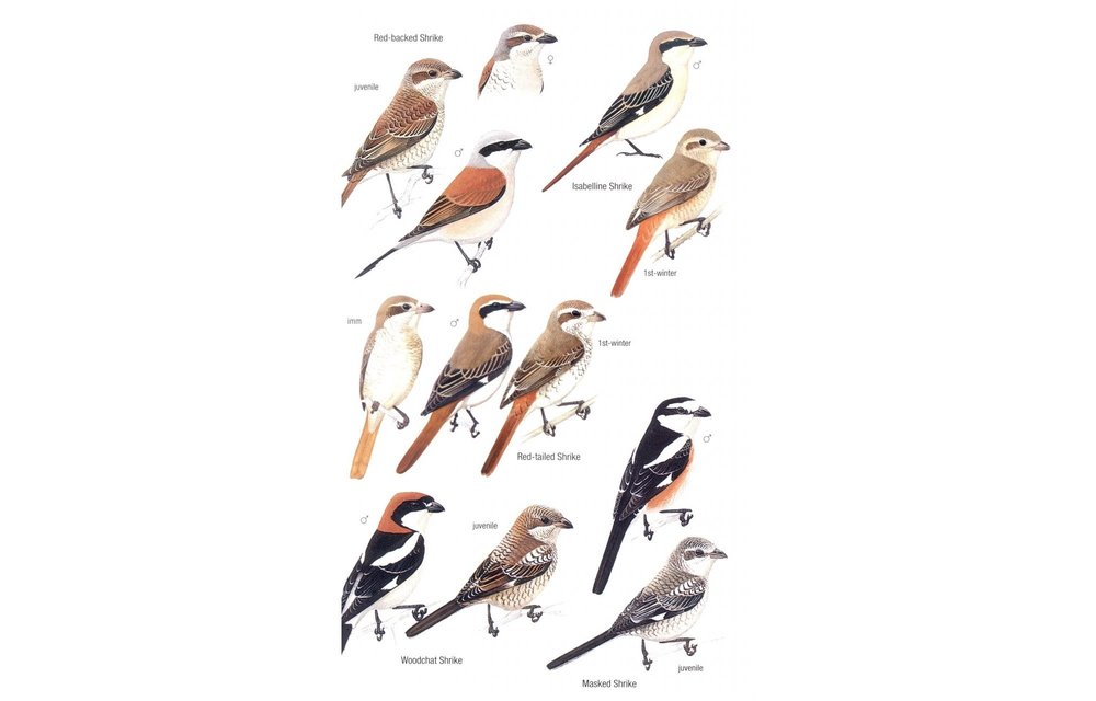 Birds of Cyprus