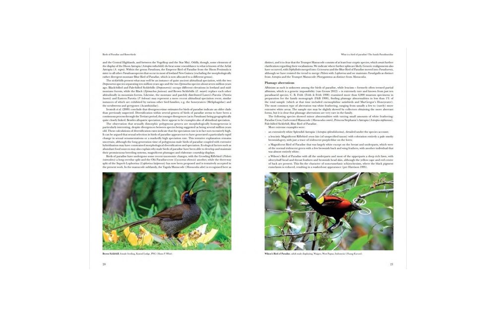 Birds of Paradise and Bowerbirds