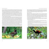 Birds of Paradise and Bowerbirds