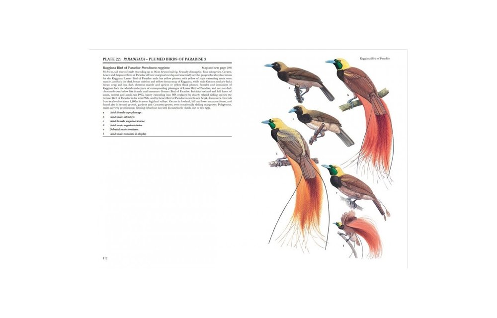 Birds of Paradise and Bowerbirds