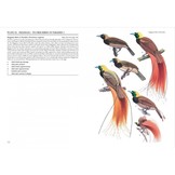 Birds of Paradise and Bowerbirds