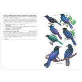 Birds of Paradise and Bowerbirds