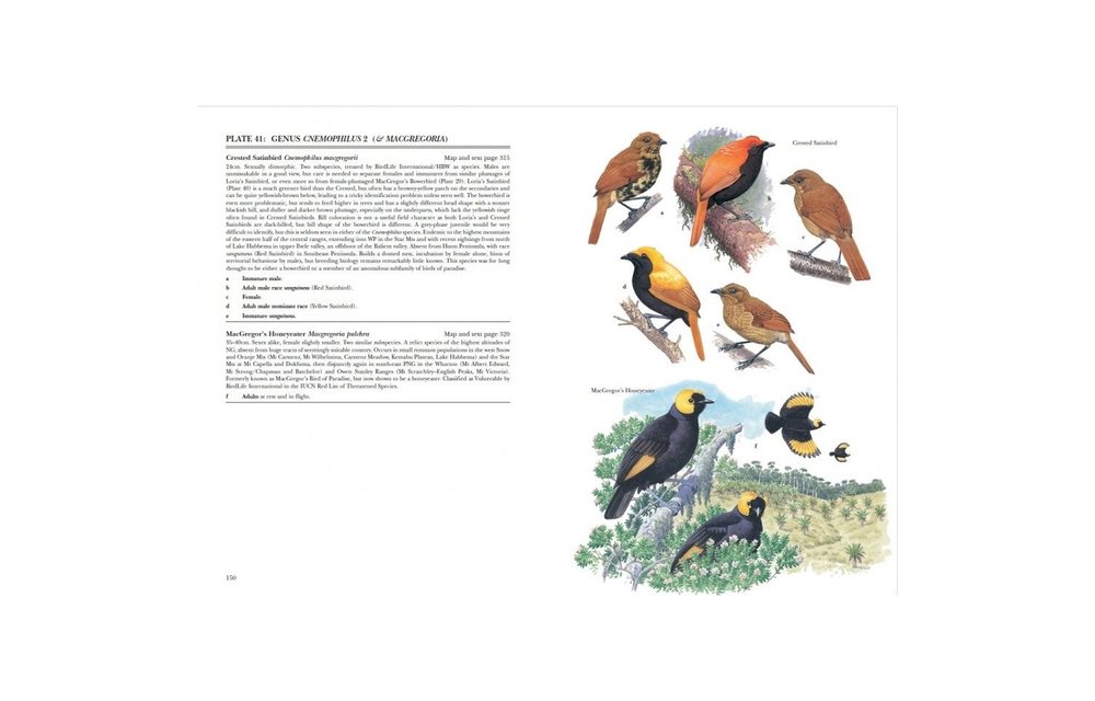 Birds of Paradise and Bowerbirds