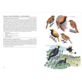 Birds of Paradise and Bowerbirds
