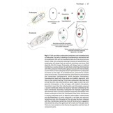 Ponds and small lakes - Microorganisms and freshwater ecology