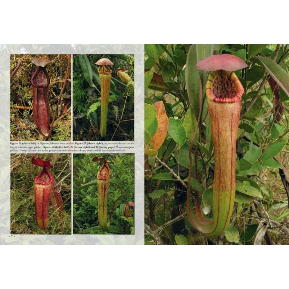 Field Guide to the Pitcher Plants of Peninsular Malaysia ...