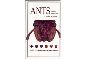 Ants of North America