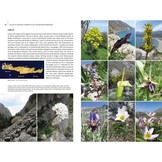 Field Guide to the Wild Flowers of the Eastern Mediterranean