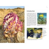 Field Guide to the Wild Flowers of the Eastern Mediterranean