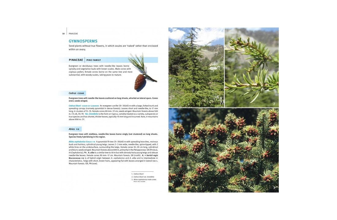 Field Guide to the Wild Flowers of the Eastern Mediterranean