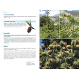 Field Guide to the Wild Flowers of the Eastern Mediterranean