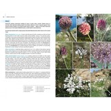 Field Guide to the Wild Flowers of the Eastern Mediterranean