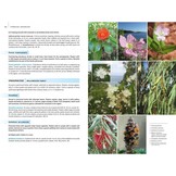 Field Guide to the Wild Flowers of the Eastern Mediterranean