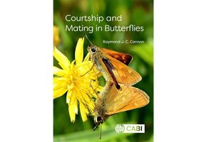 Courtship and Mating in Butterflies