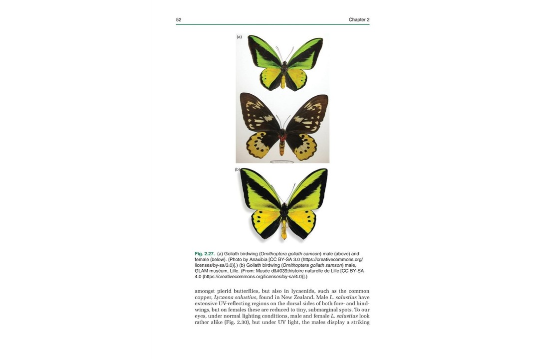 Courtship and Mating in Butterflies