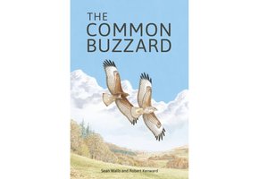 The Common Buzzard