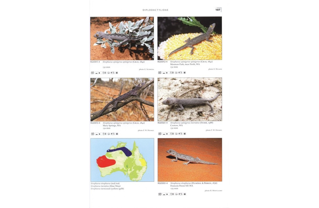 Terralog 10: Geckos of Australia/Geckos Australiens