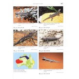 Terralog 10: Geckos of Australia/Geckos Australiens
