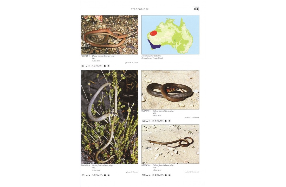 Terralog 10: Geckos of Australia/Geckos Australiens
