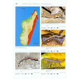 Terralog 12: Geckos of Madagascar, the Seychelles, Comoros und Mascarene Islands/Geckos Madagaskars, der Seychellen, Komoren und Maskarenen