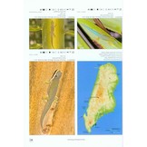 Terralog 12: Geckos of Madagascar, the Seychelles, Comoros Terralog 12: Geckos of Madagascar, the Seychelles, Comoros