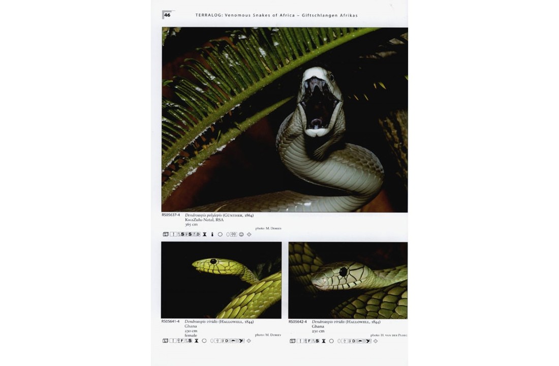 Terralog 15: Venomous Snakes of Africa/Giftschlangen Afrikas